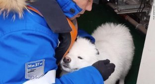 Российские моряки спасли собаку, которая провела неделю на айсберге (4 фото + 1 видео)