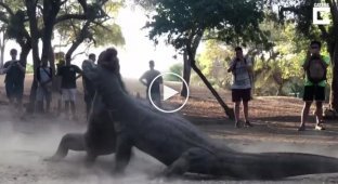 В Индонезии гид снял на видео схватку двух огромных варанов