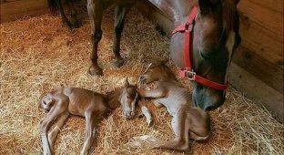 Как выглядят копыта у новорожденных лошадок (4 фото)