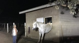 Заскучавшая от одиночества лошадь застряла в окне конюшни (4 фото)