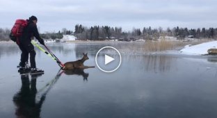 Спасение олененка со льда замерзшего озера