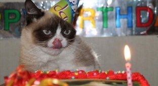 Даже на день рождения, Grumpy Cat сердитый (2 фото)