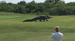 Во Флориде аллигатор прогулялся по полю для гольфа (2 фото + видео)