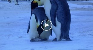 Пингвины тоже плачут