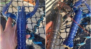 Британский рыбак поймал редчайшего синего омара (5 фото)