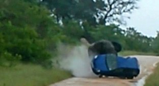 Слон перевернул автомобиль с британскими туристами (5 фото)