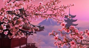 Цветение сакуры в Японии (6 фото)