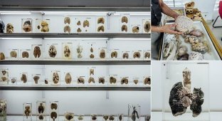 В Индии открылся Музей мозга, в котором экспонаты можно потрогать (6 фото)