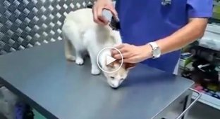 Ветеринар показал как отключить кота канцелярским зажимом   