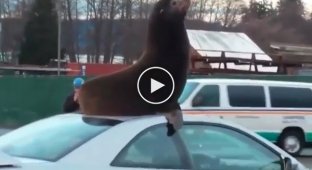 В США на крышу автомобиля на парковке забрался морской лев