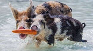 Жизнь милейших свинок на необитаемом острове (10 фото)