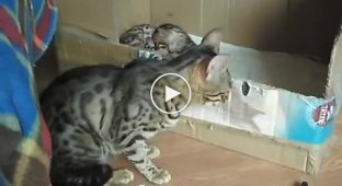 Бенгальская кошка общается со своим котенком