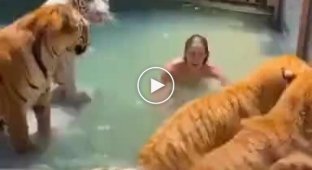 Поплавали бы в бассейне с тиграми