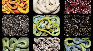Змеиная коллекция Гвидо Мокафико (53 фото)