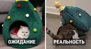 Хозяева хотели порадовать своих котиков и собак подарками, но что-то пошло не так (18 фото)