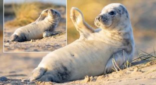 Самый обаятельный тюлененок живет в Норфолке (4 фото)