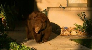 Большая медведица прогулялась по улицам Лос-Анджелеса (4 фото + 2 видео)
