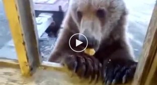 Прикормили медведя