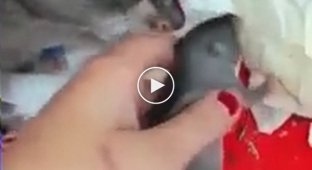 Крыса показывает своего детеныша