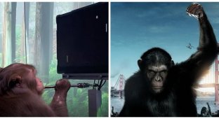 Компания Маска показала, как обезьяна играет в видеоигры "силой мысли" (3 фото + 2 видео)