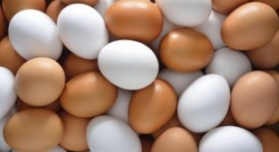 Отличие белых и коричневых куриных яиц (1 фото)