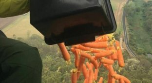 Морковный дождь в Австралии (7 фото + 2 видео)