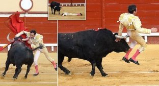 Иногда матадор побеждает быка, а сегодня - наоборот (9 фото + 1 видео)