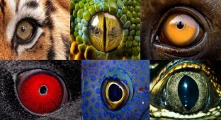 Глаза различных животных (17 фото)