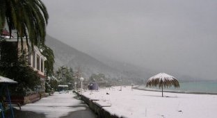 Пальмы и снег. Как зимуют в Абхазии (8 фото)