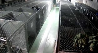 В приюте для животных собака сбежала из клетки, чтобы успокоить плачущих щенков (5 фото)