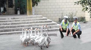 Полиция Китая использует гусей для борьбы с преступностью (3 фото)