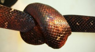 Зачем змеи завязываются в узел, и могут ли они из него развязаться? (6 фото)