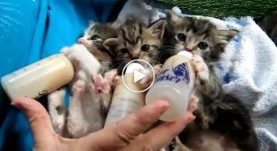 Три голодных котенка