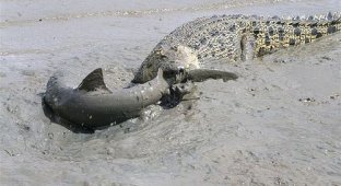  Крокодил против акулы (2 Фото)