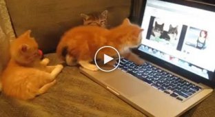 Котятам показали популярное видео, где разговаривают коты