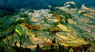 15 самых чарующих снимков рисовых полей (16 фото)