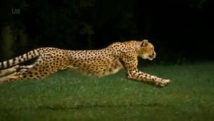 Гепард развивает до 75 км в час за 2 секунды