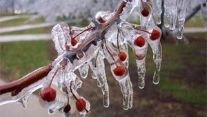 Замороженная вишня (6 фотографий)
