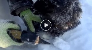 Спасение замерзающего щенка на Ямале