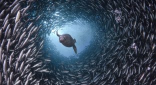 Жизнь в океане – подводные фотографии Дэвида Флитэма (15 фото)