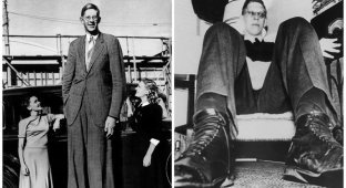Добрый великан: самый высокий человек в мире Роберт Уодлоу (22 фото + 1 видео)