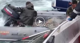 Жесткое задержание браконьеров сотрудниками береговой охраны