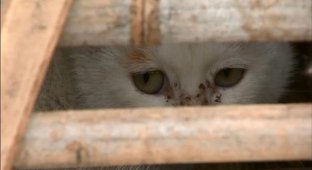 Активисты спасли тысячи котов, которые должны быть стать обедом в ресторанах (9 фото)