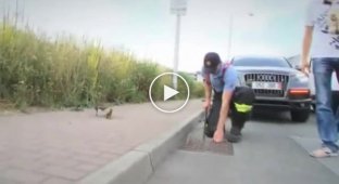 Полицейские спасают утку с утятами
