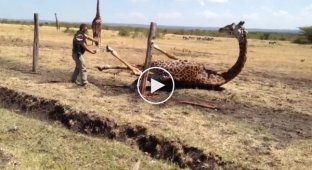 Спасение жирафа