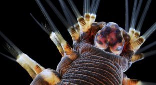 35 фантастических фотографий предметов и существ под микроскопом (34 фото)