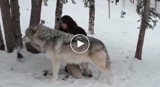 Бесстрашная девушка ласкает волка