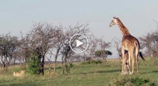 Жираф отгоняет голодных львов от своего детеныша