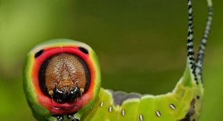 Необычные насекомые (13 фото)