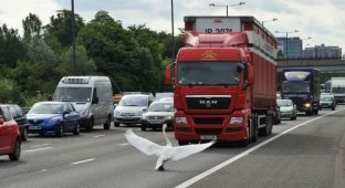 Лебедь остановил движение на трассе (4 фотографии)